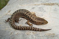 EGP0171 Barisia ciliaris.jpg