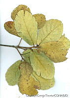 GCT0187 Quercus rugosa.jpg