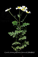 Huitz 0299 Tanacetum parthenium.jpg