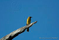 MGaves 1939 Icterus cucullatus.jpg