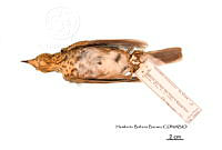 ME006 Aves 0672 Catharus ustulatus.jpg