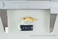 SGQ3372 Scorpaenodes xyris.jpg