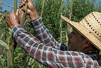 IMDOC4195 Zea mays.jpg