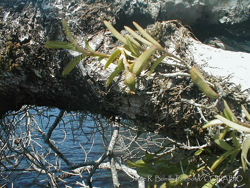 JRBBBK031 87%20Epidendrum%20rigidum.jpg.nyeKpo31MXE3PyVhQA3g0JtbmFja29CbnFuZ3NAbXJ6LGtwZwA.uCld7yGQzj