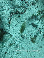 NE018 0779 Ctenoides scaber.jpg
