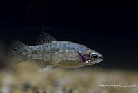 IMDOC2374 Zoogoneticus quitzeoensis.jpg