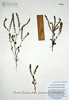DZAJ014  Oxalis decaphylla.JPG
