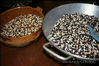 DK1743 Zea mays.jpg