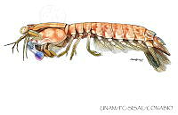 UNAM_FC-SISAL-0103 Neogonodactylus curacaoensis.jpg