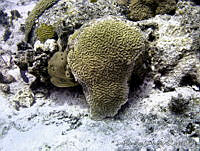 JDCB0067 Cozumel, Quintana Roo.jpg