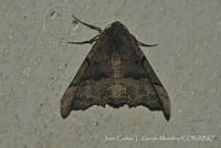 JCGM03044 Pero sp..jpg