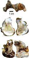 KT014 0396 Undulostrea megodon.JPG