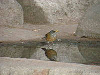 CGL2259 Turdus rufopalliatus.jpg