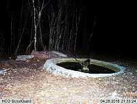 MAGB 0098 Strix virgata.JPG