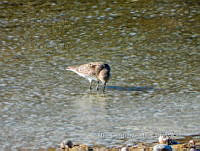 MCS IM0019 Calidris bairdii.jpg