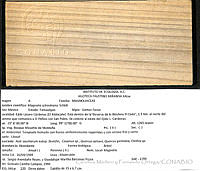 CMyFO 00035 Magnolia schiedeana.JPG