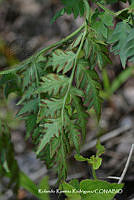 RRR0246 Cheilanthes skinerii.jpg