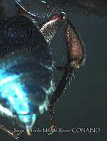 JAMR1269 Mesoplia sapphirina.jpg