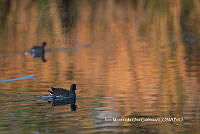IMDOC3768 Gallinula galeata.jpg