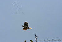 MAGB0001 Cyanocorax dickeyi.jpg