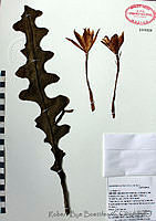 RBB0129 Epiphyllum anguliger.tif