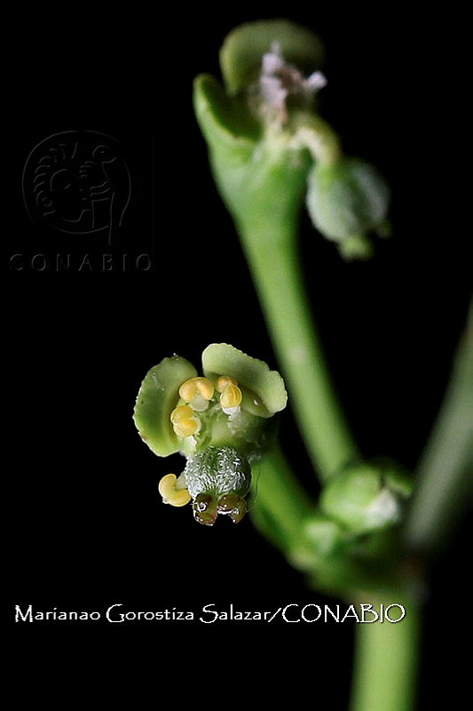 Zongo%202284%20Euphorbia%20lancifolia.jpg.nSjXypr0MVGRlUVjQA3g0JtbmFja29CbnFuZ3NAbXJ6LGtwZwA.b1fWJSyVNI