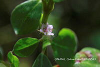 JF078 0606 Portulaca oleracea.jpg