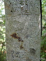 SHSM0066 Bursera excelsa.jpg