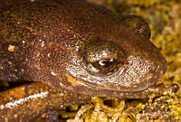 ECA0278 Pseudoeurycea amuzga.jpg