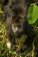 MASM07293 Alouatta palliata.jpg