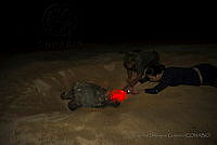 IDG16 Chelonia mydas.jpg
