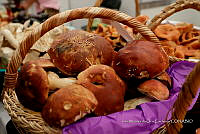 IMDOC Hong 0108 Boletus edulis.jpg