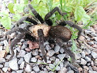 RE009 0042 Aphonopelma pallidum.jpg