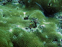LGHM022 Crocodilichthys gracilis.jpg