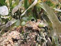 BDP0129 Dictyosphaeria cavernosa.jpg