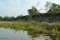 FN005 5 118 Batis maritima.jpg