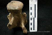 CADR220 Glyptotherium floridanum.jpg