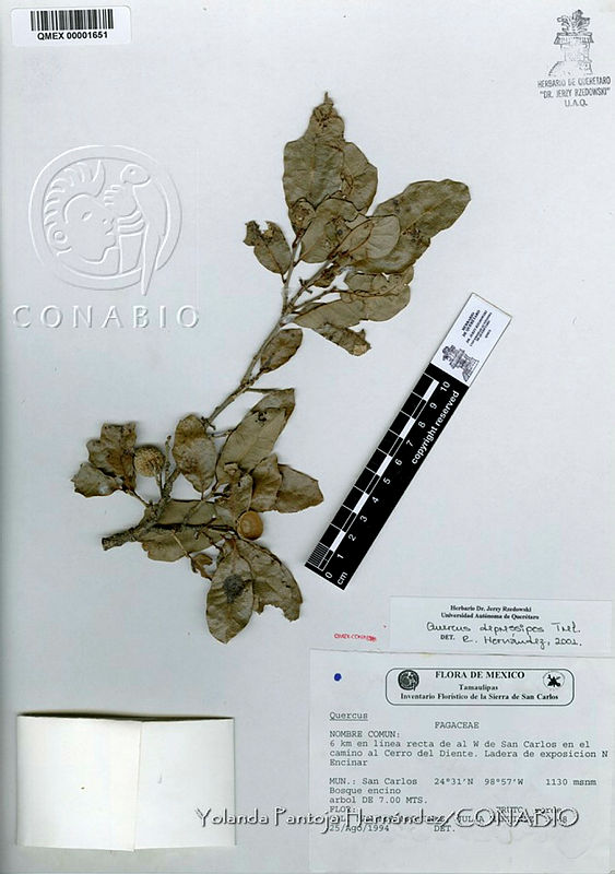 YPH2801%20Quercus%20crassipes.jpg.rif7jrv1MbX1F81hQA3g0JtbmFja29CbnFuZ3NAbXJ6LGtwZwA.5dKNk0awGr