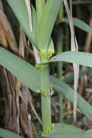 RBB0192 Arundo donax.tif