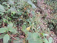 JF092 1062 Cuscuta corymbosa.jpg