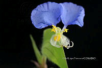 Zongo 2546 Commelina erecta.jpg