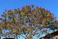 CAVZ01 Leucaena leucocephala.jpg