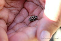 MPA01 Anaxyrus sp..jpg
