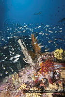 CSO019 Pentaceraster cumingi.jpg