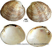 KT014 0321 Periglypta multicostata.JPG