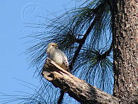CGL1453 Melanerpes aurifrons.jpg