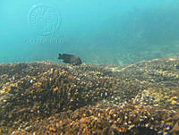 ALCM067 Stegastes rectifraenum.JPG