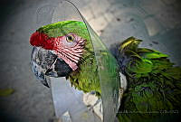 CARC04 Ara militaris.jpg