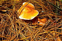 EHC001 Hydnum rufescens.jpg