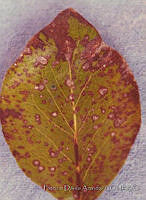 PDA0131 Pyrus communis.JPG